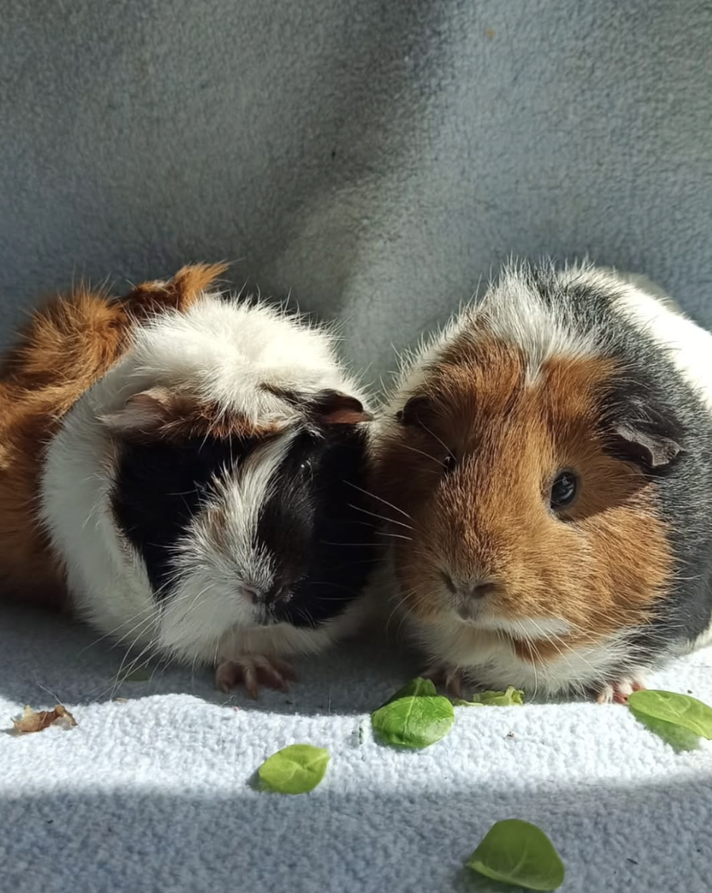 Arya y Sansa