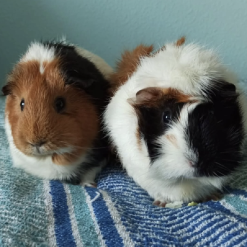 Arya y Sansa