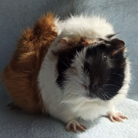 Arya