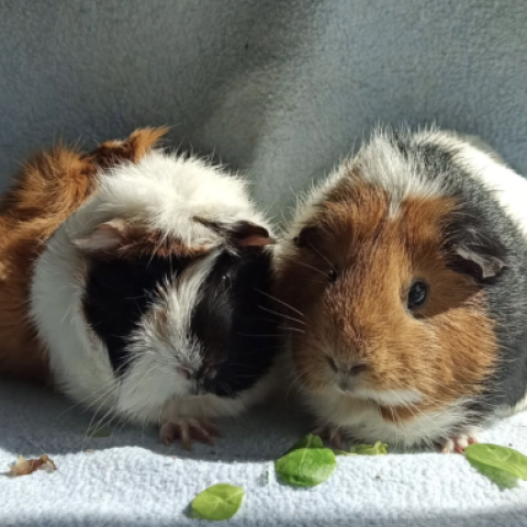 Arya y Sansa