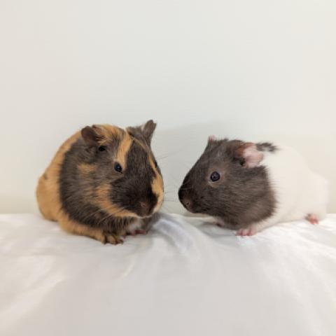 Salvador y Amadeus